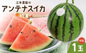 スイカ 江本農園の初夏のアンテナスイカ1玉 数量限定 のし 熨斗 高知県産 果物 くだもの フルーツ すいか 西瓜 スイカ 糖 完熟 甘い みずみずしい 瑞々しい ハウス栽培  em-0033