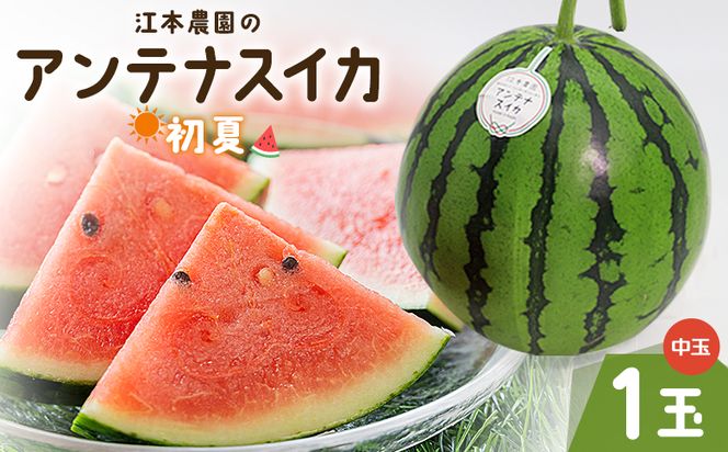 スイカ 江本農園の初夏のアンテナスイカ1玉 数量限定 のし 熨斗 高知県産 果物 くだもの フルーツ すいか 西瓜 スイカ 糖 完熟 甘い みずみずしい 瑞々しい ハウス栽培  em-0033