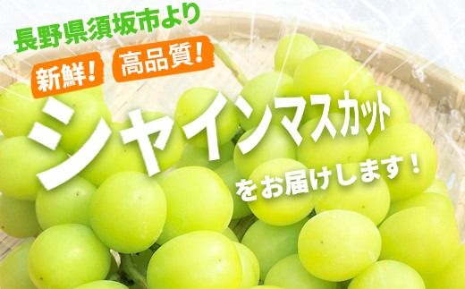 シャインマスカット約1.2kg (約2～3房) 《JAながの》■2025年発送■※9月中旬頃～10月下旬頃まで順次発送予定