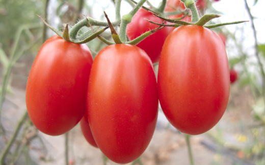  【2月出荷分】和歌山産 ミニトマト「アイコトマト」約1kg（M・Lサイズおまかせ） / トマト 野菜 ※北海道・沖縄・離島地域への配送不可 【tec401-aik-1-feb】