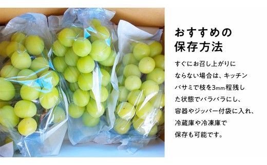 訳あり シャインマスカット 約 1.5kg (2～4房) (石岡市 共通返礼品)  ぶどう ブドウ 葡萄 マスカット フルーツ 果物 デザート 訳あり ご自宅用 ご家庭用 自分用