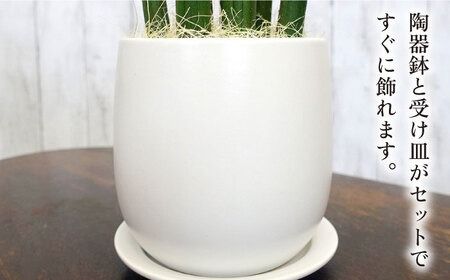 マイナスイオン発生植物『 サンスベリア ・ スタッキー 』 糸島市 / cocoha [AWB025] サンセベリア マイナスイオン 観葉植物 ギフト グリーン 鉢 贈り物 プレゼント