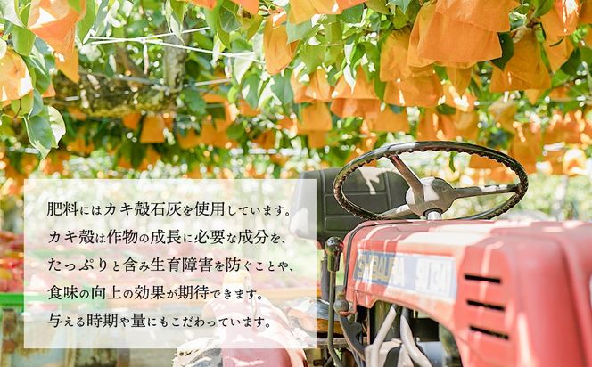 【数量・期間限定！】【2026年9月中旬以降発送】 片野果樹園 かおり梨 約 5kg なし ナシ フルーツ 果物 旬 産地直送 国産 茨城県 [AD021ya]