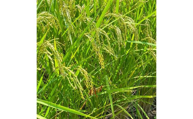 令和7年産 魚沼産コシヒカリ【精米】10kg