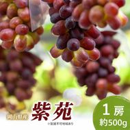 岡山県産 紫苑 1房 約500g 果物 フルーツ ぶどう ブドウ 葡萄 国産