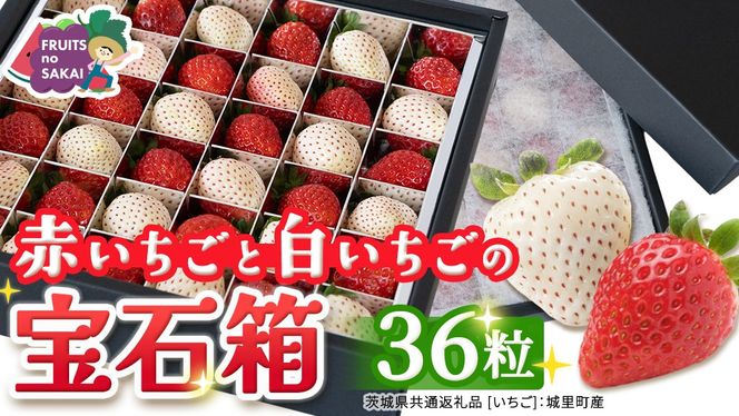 赤白いちごの宝石箱アソート 36粒 【2026年12月から発送開始】（茨城県共通返礼品 [いちご]：城里町産）  | いちご 苺 赤 イチゴ 白いちご 白イチゴ 宝石箱