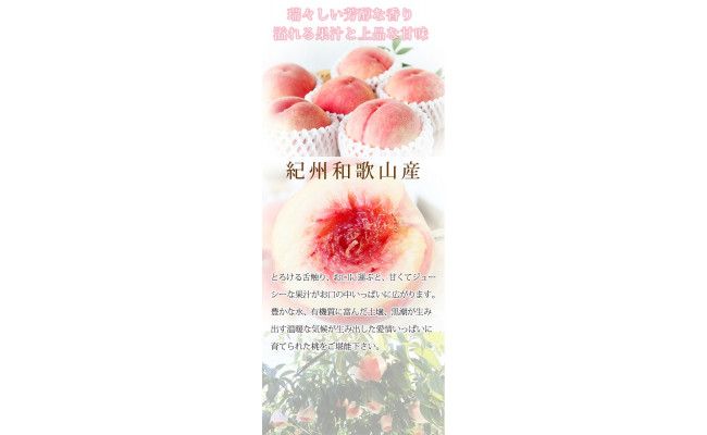 紀州和歌山産の桃 約1.8kg 化粧箱入 ◇｜ もも モモ 桃 国産 フルーツ 果物 果実 産地直送 お取り寄せ ギフト デザート スイーツ 贈り物 ※2026年6月下旬～8月上旬頃に順次発送予定
