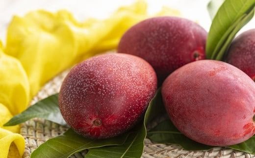 yꌧdzystzy2026NzJAȂ̎YAbv}S[ 2kgyƒpEz- s\  Yn G߂̉ʕ {̖o p gsJt[c ꌧ d