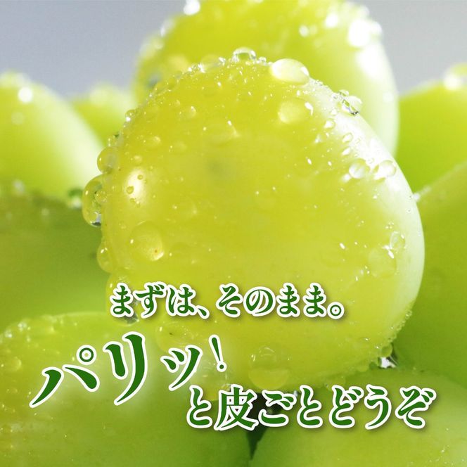 【2026年8月以降発送 先行予約】 シャインマスカット 2房 約1kg 産地直送 数量限定 マスカット フルーツ 果物 国産 静岡県 藤枝市