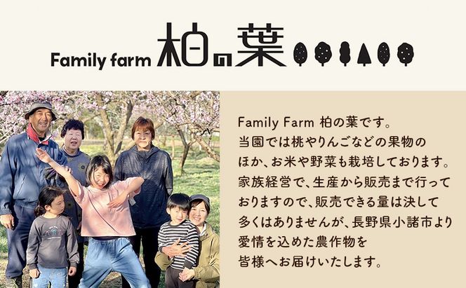 【2026年発送先行予約】　長野県小諸市産桃　約3kg（9～12玉） ギフト用　【Family farm 柏の葉】