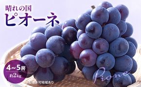 2026年 早期受付 ぶどう 晴れの国 ピオーネ 2kg（４～５房）化粧箱入り 岡山県 高梁市 ブドウ 葡萄 果物 フルーツ 