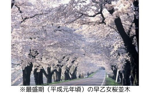 【数量限定】さくら市オリジナル「ジェットストリーム多機能ペン4＆1」1本 第2弾　全4色（ピンク・ライトピンク・ブラック・ティールブルー）｜三菱鉛筆　ジェットストリーム　桜　サクラ　ソメイヨシノ　桜並木　文房具　栃木県　合格祈願　雑誌で紹介されました