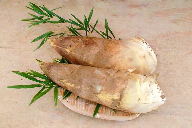 ys{sszy Xz2026N4{` ̓`؋̂iˌ̂j 261009_A-HR001