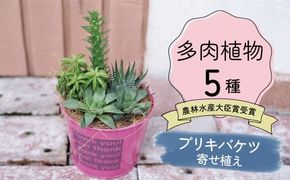 多肉植物５種【令和元年 農林水産大臣賞受賞】ブリキバケツ型室内用の鉢植えインテリア プレゼント ギフト 癒し H195-006
