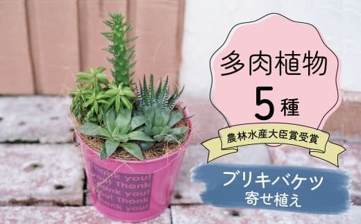 多肉植物５種【令和元年 農林水産大臣賞受賞】ブリキバケツ型室内用の鉢植えインテリア プレゼント ギフト 癒し H195-006