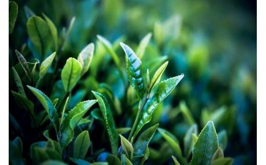 プレミアムリキュール「YANAGI2022」 高級 ほうじ茶 × 本みりん 至高の 食後酒 デザート酒 蒸留酒 お酒 ギフト 贈答 愛知県 碧南市 H200-001