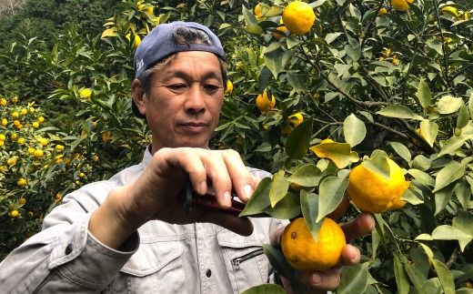 ゆず 約 1.5kg 9～14個 高知県産 四万十市産 贈答用 ギフト 【 早期受付 数量限定 】先行 予約 柚子 ユズ 柑橘 フルーツ 果物 高知県 高知 四万十市 四万十 しまんと【 2025年 12月中旬～ 2026年 1月下旬発送】25-1008