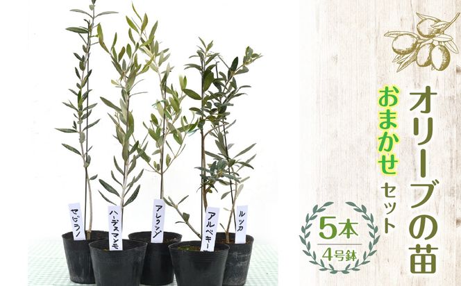 【ハーブショップYOU'樹】【おまかせセット】オリーブの苗セット 4号鉢 5本 SWBE004
