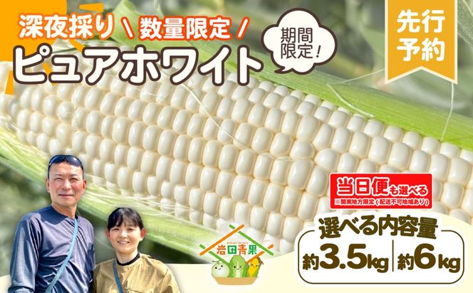 【先行予約 2026年6月下旬以降発送 】 【 令和8年産 】 深夜採り 朝出荷 とうもろこし （ ピュアホワイト ） 【 選べる内容量（ 3.5kg / 6kg ） / 当日便 】 トウモロコシ 深夜採り 甘い 新鮮 6kg 3.5kg スイートコーン コーン 野菜 極甘 岩田さん 2026 訳あり [AX028ya00][SZRY]