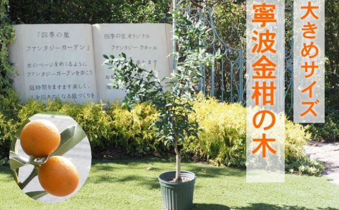 鉢植え 寧波金柑の木 大きめサイズ 1本 配送不可 北海道 沖縄 離島 インテリア ガーデニング 丈夫 育てやすい 甘み 強い 香り 受粉樹 不必要 地植え 白い花 