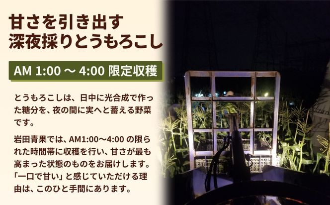 【先行予約 2026年6月中旬以降発送 】【 令和8年産 】【 訳あり 】 深夜採り 朝出荷 とうもろこし （ ゴールドラッシュ ） 約 6kg トウモロコシ スイートコーン コーン 野菜 産地直送 期間限定 岩田さん 昼めし旅 [AX021ya]
