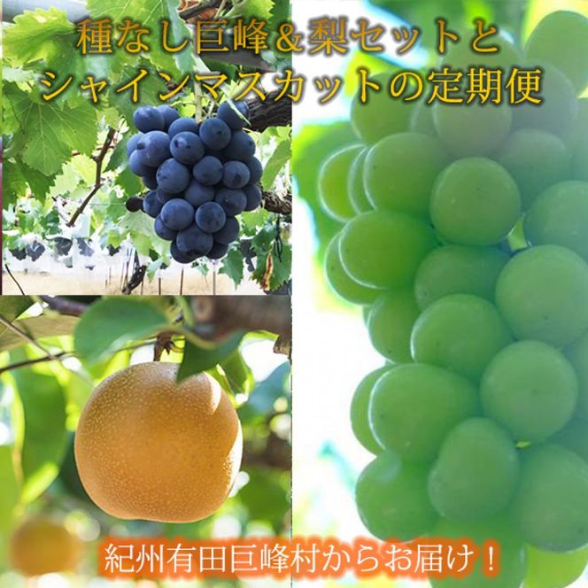 ya̎RLc쒬z 8E9 IBLcY{̃t[cZbgiȂ􁕗Zbg×v2kgEVC}XJbg×2kgj  AN068