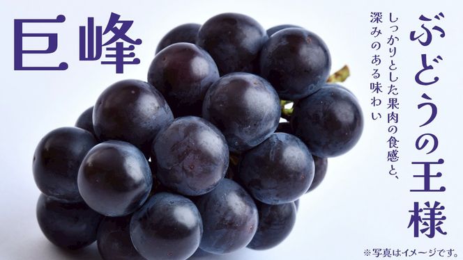 巨峰 2.5kg (4～6房)【2026年8月下旬発送開始】(茨城県共通返礼品：大子町) ぶどう 葡萄 ブドウ フルーツ 果物 スイーツ
