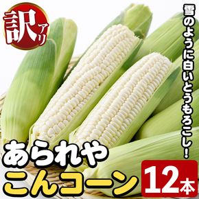 訳あり！白いとうもろこし「あられやこんコーン」(12本) 国産 トウモロコシ 玉蜀黍 ホワイト コーン 野菜 糖度 夏 イネ科 数量限定 期間限定 訳アリ 旬 【うとさんち】akn067-05