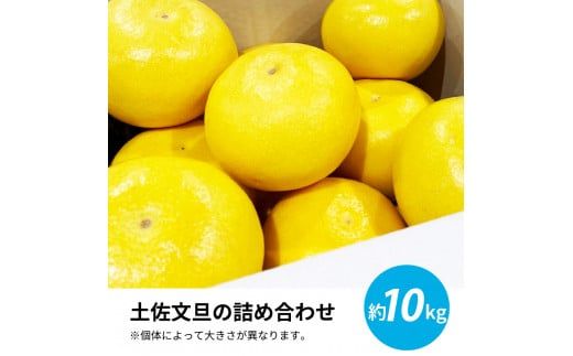 【CF-R7hbk】TKA041　先行予約 土佐の柑橘 土佐文旦 10kg 詰め合わせ 文旦 ぶんたん 10キロ 柑橘 高知県 高知 返礼品 故郷納税 26000円 果物 くだもの フルーツ お取り寄せ 美味しい おいしい ギフト プレゼント 贈答品 贈り物 お歳暮 御歳暮 熨斗 のし 常温