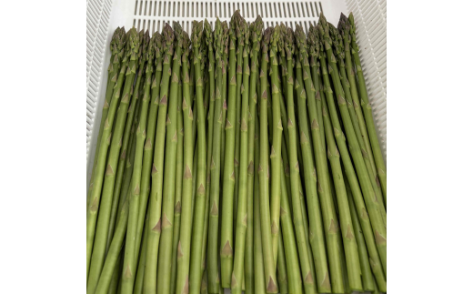 朝採り新鮮アスパラガス 500g【ミニサイズ】 | 野菜 アスパラガス グリーンアスパラ 旬 とれたて 春野菜 春 朝採り 朝採れ とれたて 新鮮 みずみずしい サラダ 甘い お取り寄せ 産地直送 冷蔵 岐阜県 瑞穂市