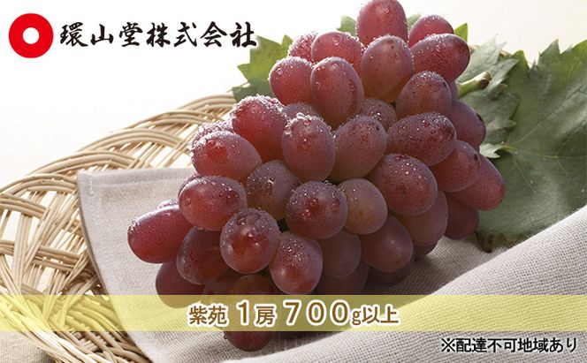 ぶどう 2026年 先行予約 冬 紫苑 1房 700g以上 ブドウ 葡萄  岡山県産 国産 フルーツ 果物 ギフト 環山堂