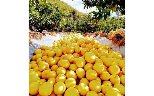 文旦 約10kg 家庭用 大玉 土佐文旦 高知 ぶんたん ブンタン 期間限定 数量限定 3Lサイズ 16～18個 果物 柑橘 フルーツ 高知県産 家庭用 ご自宅用 傷 美味しい