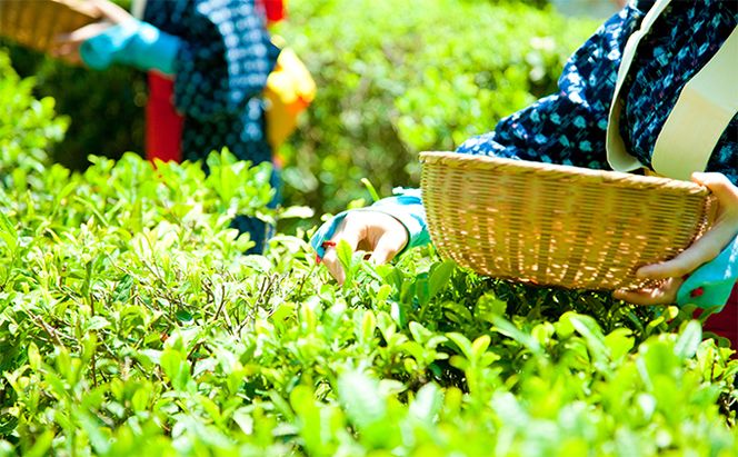 桜皮茶筒と最高峰煎茶と玉露のセット　宇治茶の木谷製茶場 〈 煎茶 玉露 宇治茶 茶 お茶 緑茶 茶葉 お茶葉 最高峰 濃厚 最上級 高級 桜皮 セット 茶筒 保存缶 宇治 〉 加工食品 