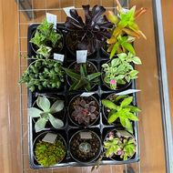 おまかせ多肉植物詰め合わせ（12種）（A1046-1）