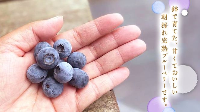 ≪先行予約≫【 訳あり 】 朝採れ 完熟 ブルーベリー 1050g ( 350g × 3パック ) 【 2026年 7月中旬頃より発送開始 】 ぶるーべりー フルーツ 果物 くだもの 新鮮 ベリー 小分け 朝どり 国産 生 規格外 不揃い