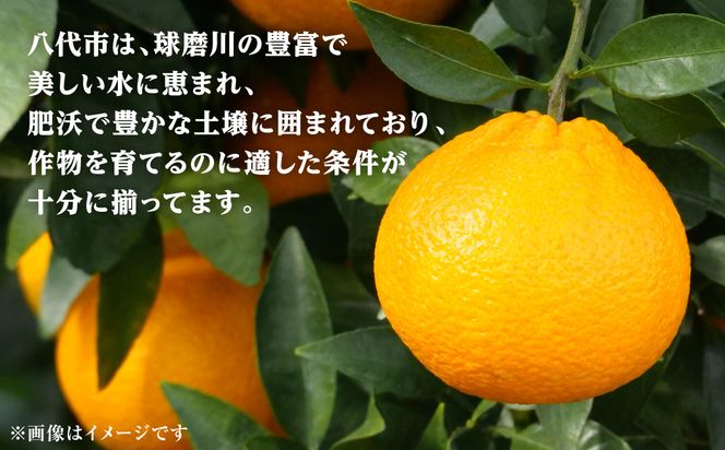 【先行予約】 不知火 約3kg しらぬい 柑橘 果物 くだもの フルーツ おやつ デザート ハウス栽培 熊本県 八代市 【2027年1月中旬より順次発送】