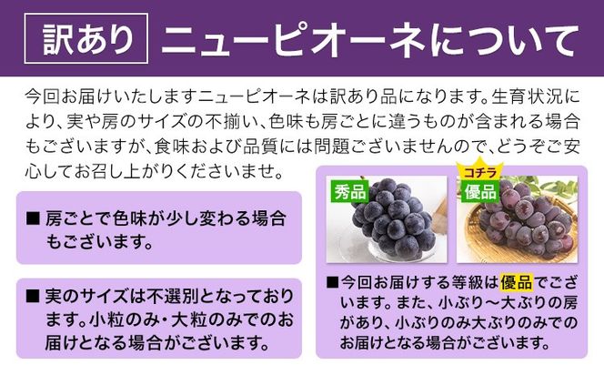 岡山県産 訳あり ニューピオーネ 選べる 約600g(1房) 約1.2kg(2房)《8月下旬-10月下旬頃出荷(土日祝除く)》岡山県 笠岡市 葡萄 果物 訳あり 優品 数量限定 2026---kasaoka_zsy_250_06---