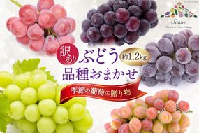 【2025年発送】ぶどう 訳あり 季節の葡萄の贈り物 品種おまかせ 約1.2kg [斎庵 山梨県 韮崎市 20742799] フルーツ 果物 くだもの ブドウ 葡萄 食べ比べ 山梨県産 期間限定 季節限定 冷蔵