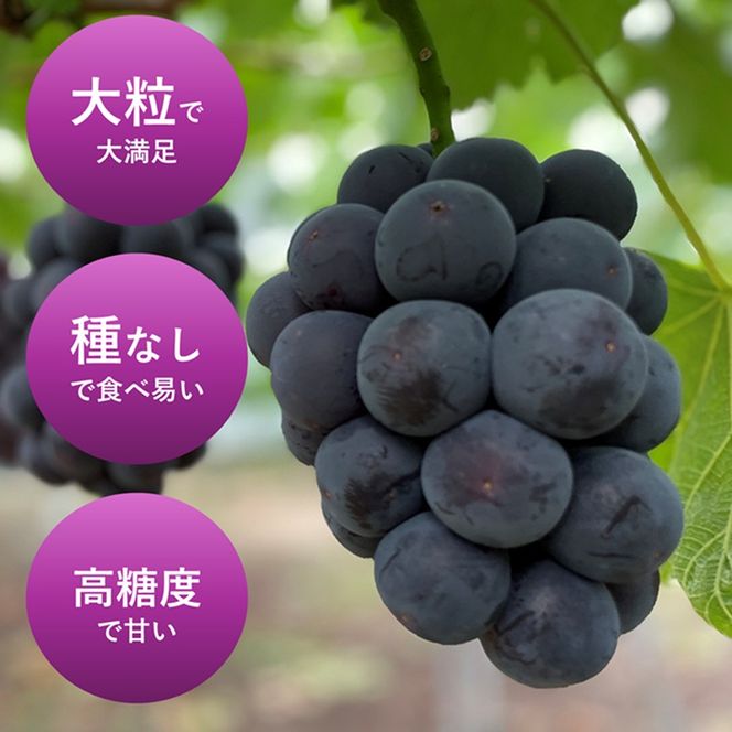 ぶどう 2026年 先行予約 オーロラブラック 2房 合計1.0kg ブドウ 葡萄 岡山県産 国産 フルーツ 果物 ギフト 環山堂