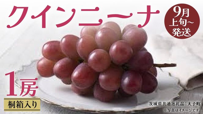 【 桐箱入り 】 クインニーナ１房 【2026年9月上旬発送開始】(茨城県共通返礼品：大子町) ぶどう 葡萄 マスカット フルーツ 果物 贈答用 ギフト 贈り物
