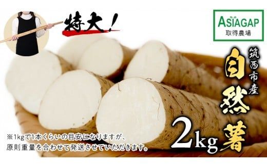 ASIAGAP認証農場 の 自然薯 2kg 茨城県 筑西市産 じねんじょ 山芋 芋 イモ いも とろろ 山菜 ASIAGAP [DD003ci]