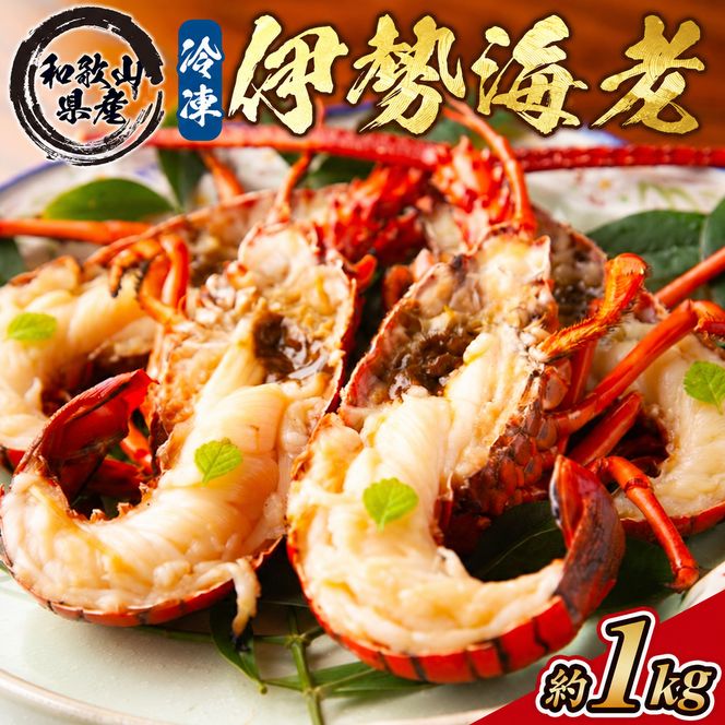 地元産 冷凍伊勢海老カット(サイズ不揃い）約1kg◇｜えび エビ 魚介 海鮮 海産物 和歌山 伊勢海老 伊勢エビ イセエビ 高級 カット 鍋 味噌汁 瞬間冷凍 国産 産地直送 美浜町