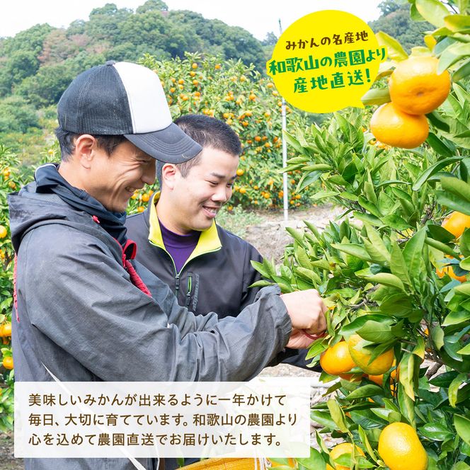 有田育ちの 旬の 柑橘 詰合せセット（ご家庭用）約7.5kg［先行予約］［MS163］ 303446_XD90311