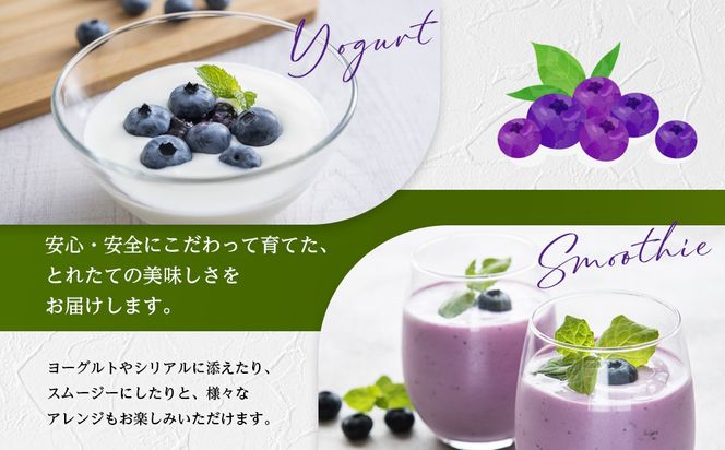 【農薬不使用】 手摘み生ブルーベリー 1kg 142069_JJ002