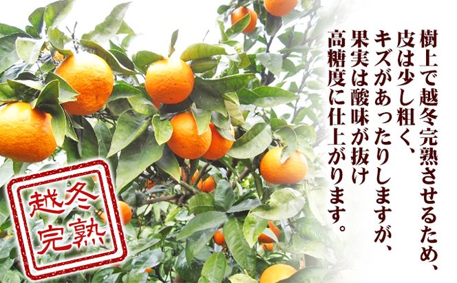 【 小豆島 】 南津海 （ なつみ ） みかん 約5kg 柑橘 ミカン 果物 フルーツ  越冬 完熟 くだもの 国産 香川 香川県 土庄 土庄町