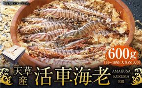 天草産活車海老 600g 大（2L） 14～16尾 活き車海老 車海老 車エビ 活き海老 活きエビ えび 海老 エビ 新鮮 魚介 【発送期間2024年11月25日から2025年4月30日】