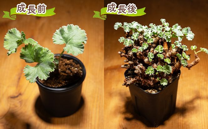 塊根植物 ミラビレ ペラルゴニウム - 植物 実生苗 インテリア ナチュラル 自然 グリーン 観葉植物 おしゃれ 癒し かわいい 多肉植物 サキュレントフィールド Succulent field 高知県 香南市 常温 cc-0013