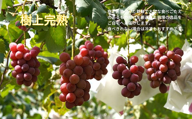 厳選 クイーンニーナ 2房 合計1.0kg以上 産地直送 朝採れ ぶどう 葡萄 Kawahara Green Farm 岡山県産 2026年 果物 フルーツ 岡山のブドウ デザート 食べ物 国産 日本産 