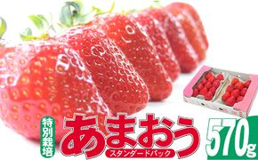 いちご 2027年2月より発送 うるう農園のあまおう スタンダード2パック 約570g 果物 フルーツ デザート 食後 特別栽培 福岡県産 国産 日本産 ※配送不可：離島