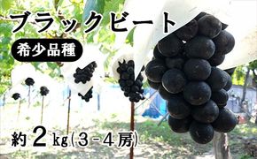 【2026年発送分】希少品種「ブラックビート」3～4房（約2kg）種なし 種無し 黒葡萄 ぶどう ブドウ 葡萄 フルーツ 果物 山梨 やまなし 富士川町 先行予約